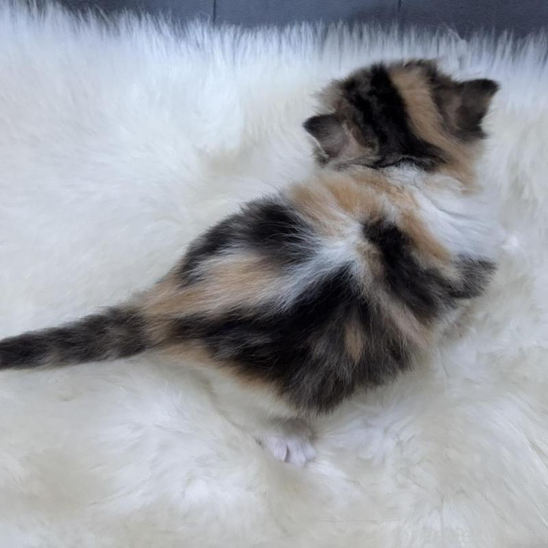 販売中の鹿児島県のミヌエット-132610の2枚目