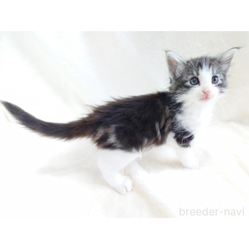 商談中の東京都のノルウェージャンフォレストキャット-130923の9枚目