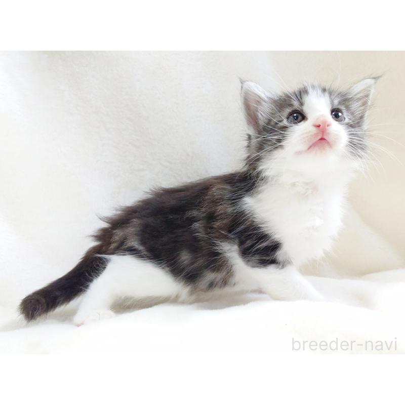 商談中の東京都のノルウェージャンフォレストキャット-130923の8枚目