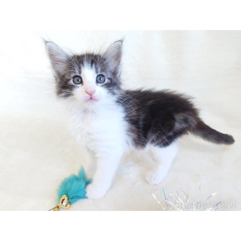 商談中の東京都のノルウェージャンフォレストキャット-130923の7枚目