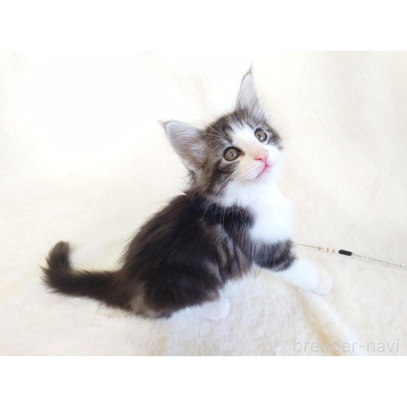 商談中の東京都のノルウェージャンフォレストキャット-130923の6枚目