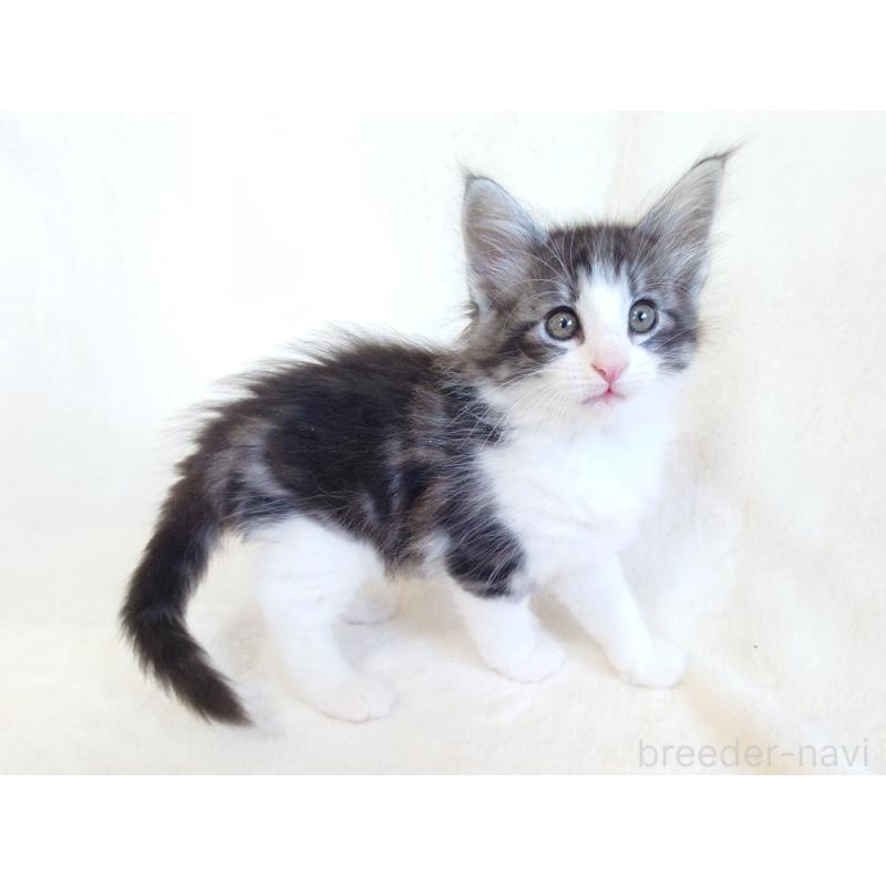 商談中の東京都のノルウェージャンフォレストキャット-130923の5枚目