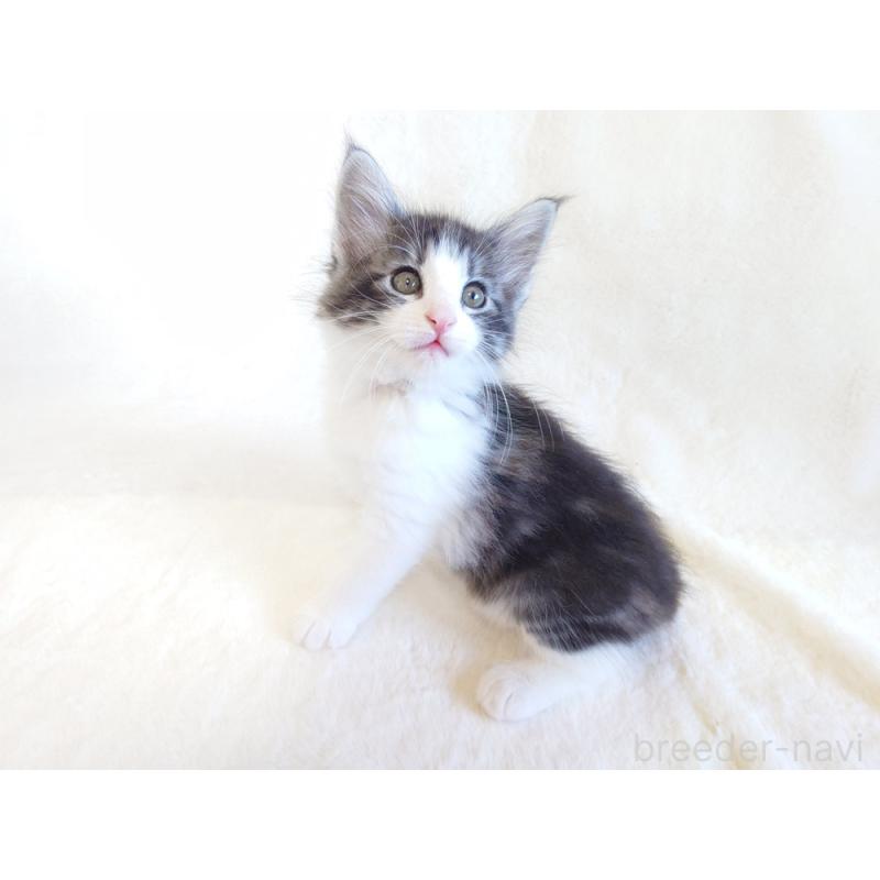 商談中の東京都のノルウェージャンフォレストキャット-130923の4枚目