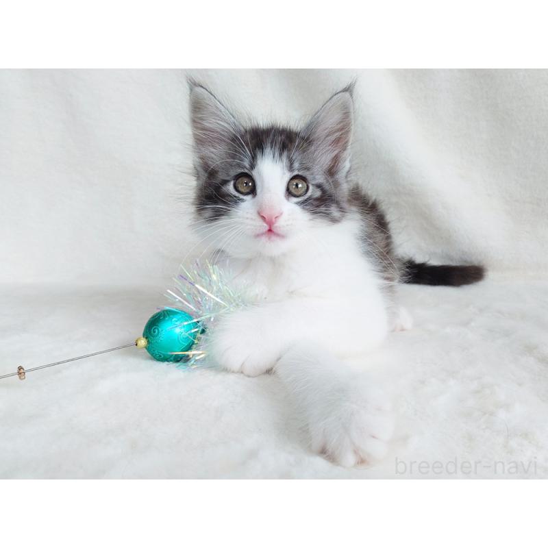 商談中の東京都のノルウェージャンフォレストキャット-130923の3枚目