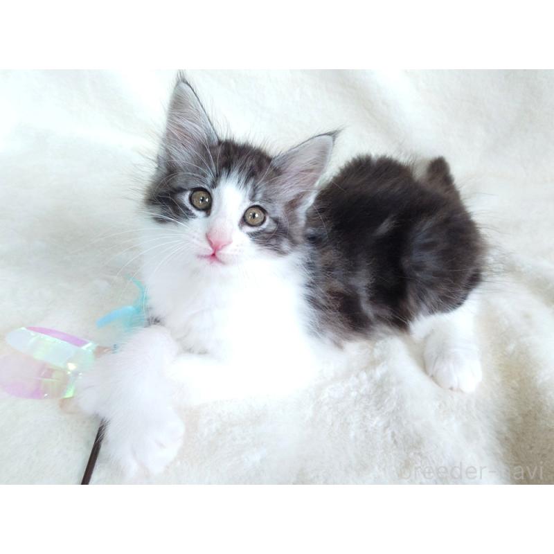 商談中の東京都のノルウェージャンフォレストキャット-130923の2枚目