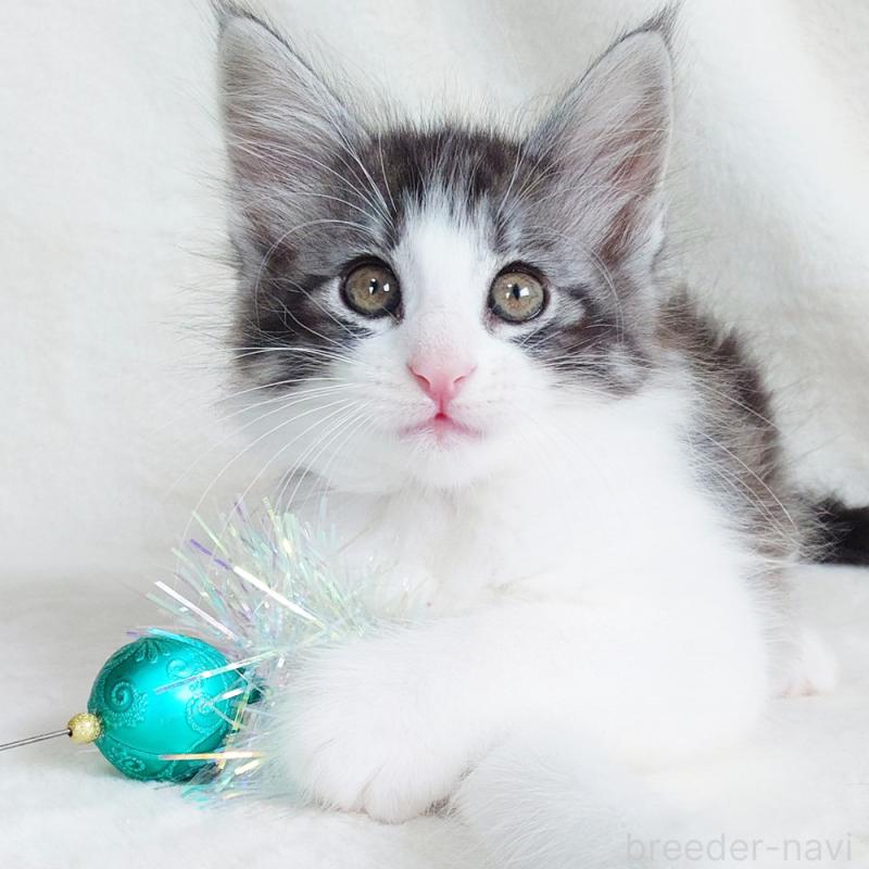 販売中の東京都のノルウェージャンフォレストキャット-130923