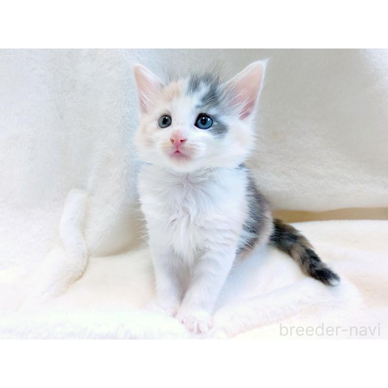 成約済の東京都のノルウェージャンフォレストキャット-130927の8枚目