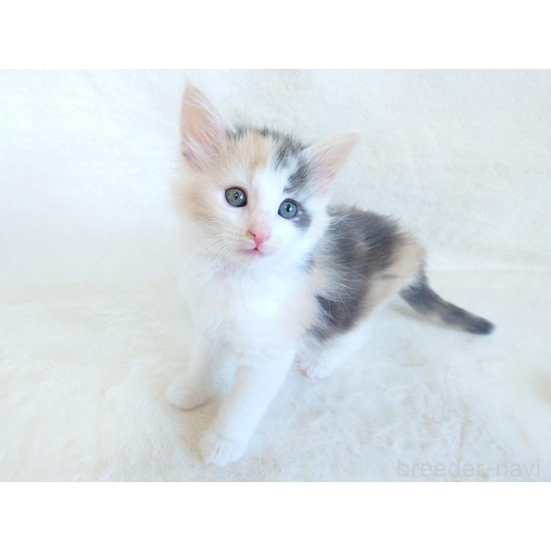 成約済の東京都のノルウェージャンフォレストキャット-130927の7枚目