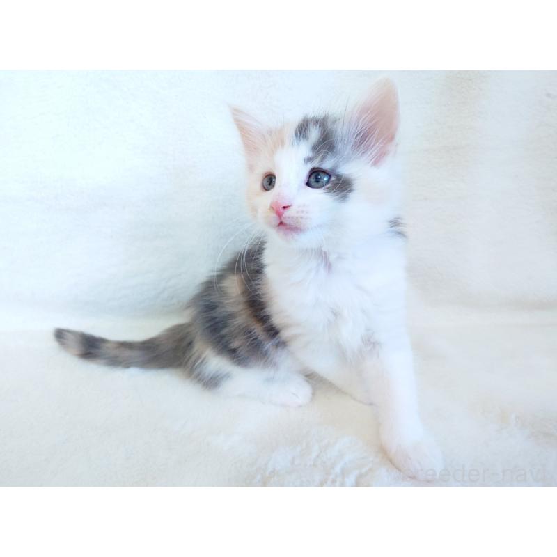 成約済の東京都のノルウェージャンフォレストキャット-130927の6枚目