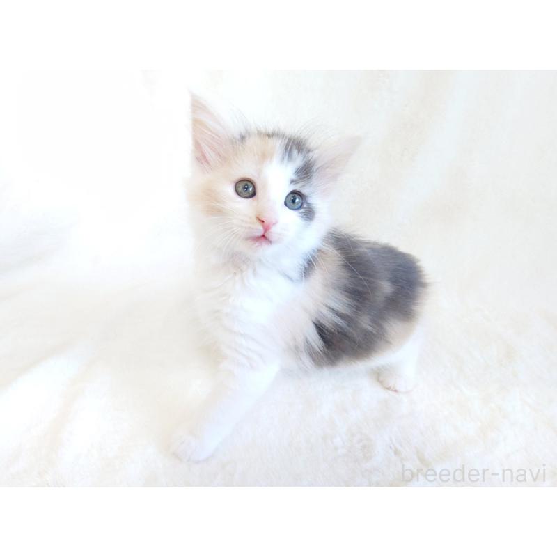 成約済の東京都のノルウェージャンフォレストキャット-130927の5枚目