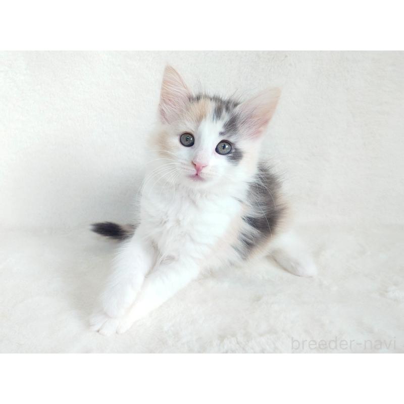 成約済の東京都のノルウェージャンフォレストキャット-130927の4枚目