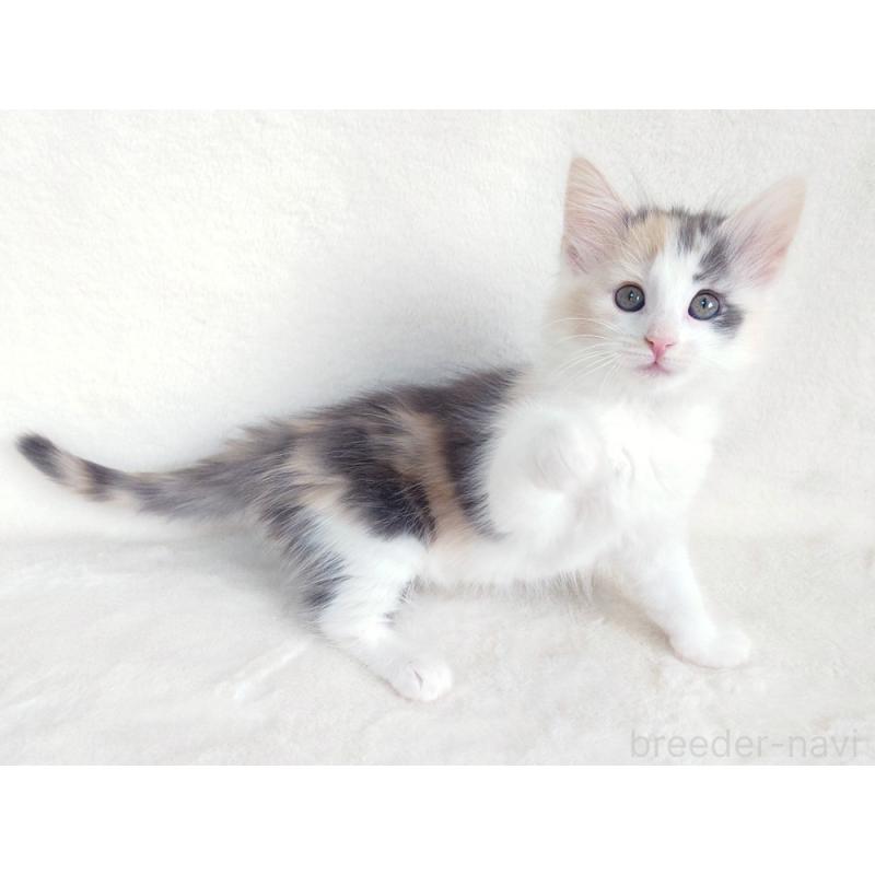 成約済の東京都のノルウェージャンフォレストキャット-130927の3枚目