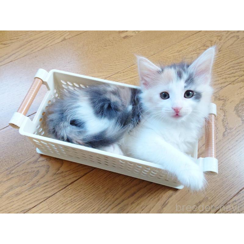 成約済の東京都のノルウェージャンフォレストキャット-130927の2枚目