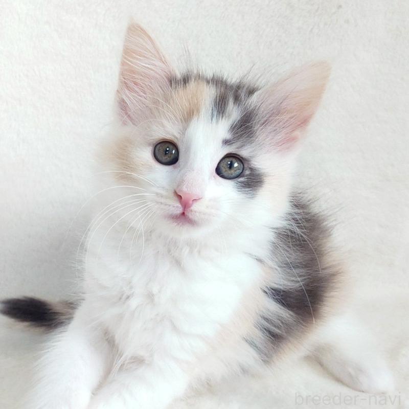 販売中の東京都のノルウェージャンフォレストキャット-130927