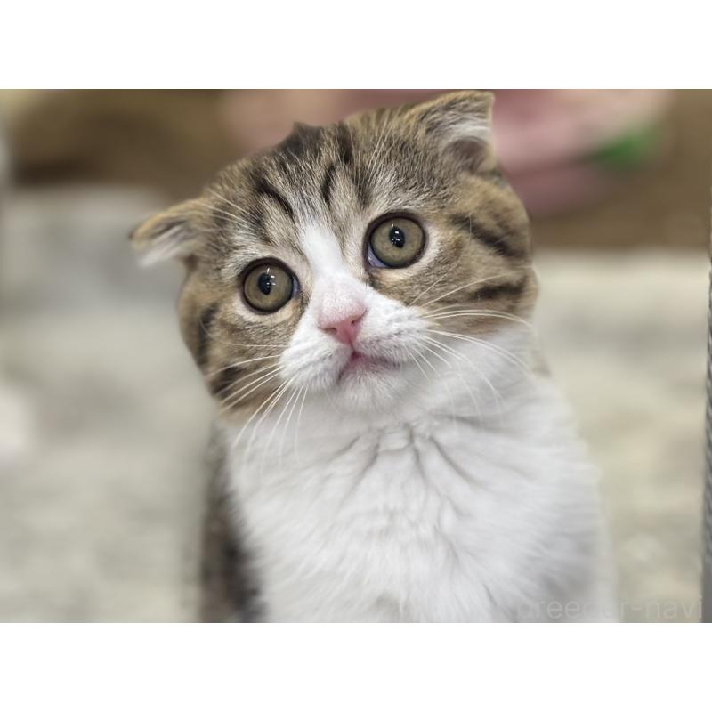 販売中の神奈川県のスコティッシュフォールド-128411の5枚目