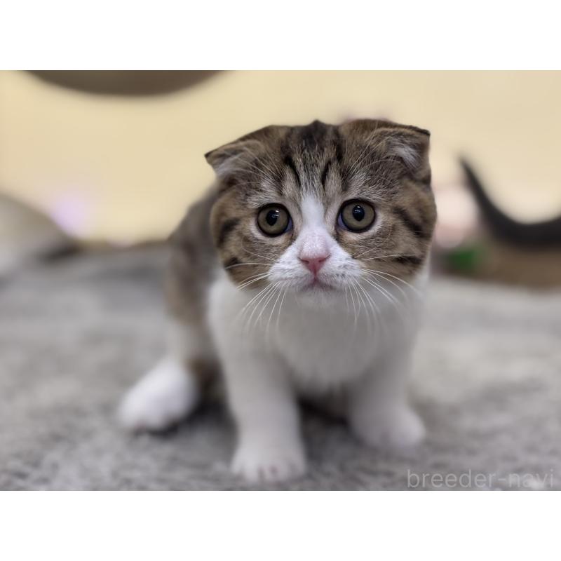 販売中の神奈川県のスコティッシュフォールド-128411の4枚目