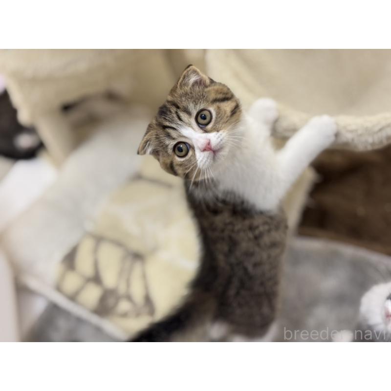 販売中の神奈川県のスコティッシュフォールド-128411の3枚目