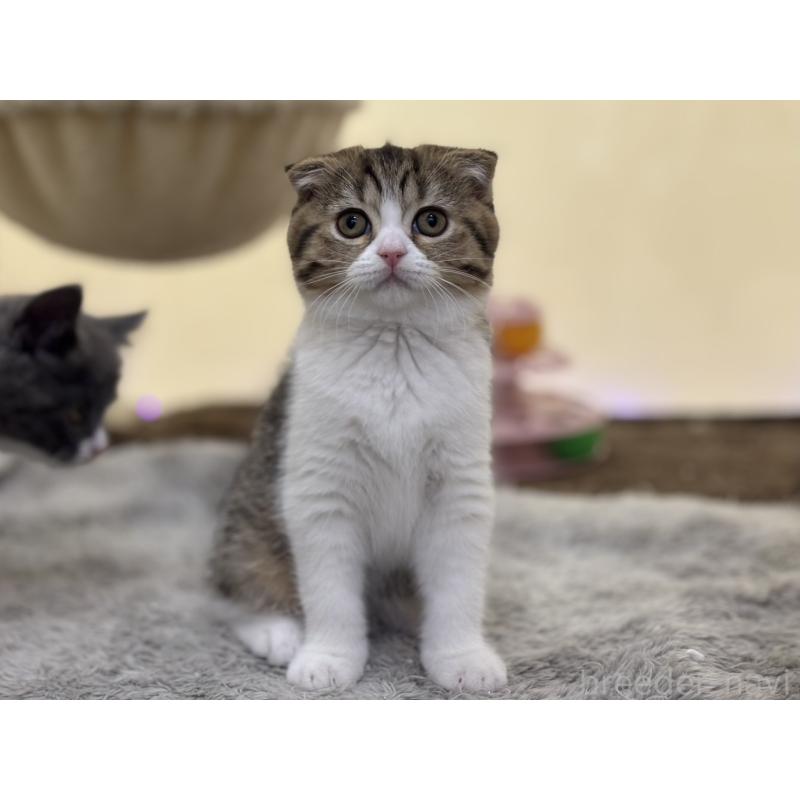 販売中の神奈川県のスコティッシュフォールド-128411の2枚目