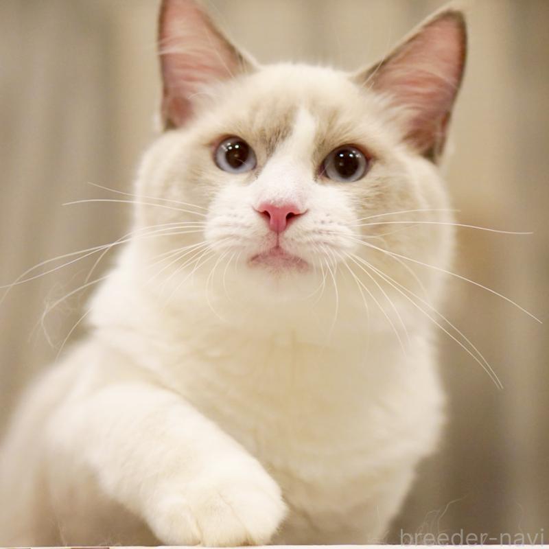 販売中の東京都のラグドール-121604の15枚目