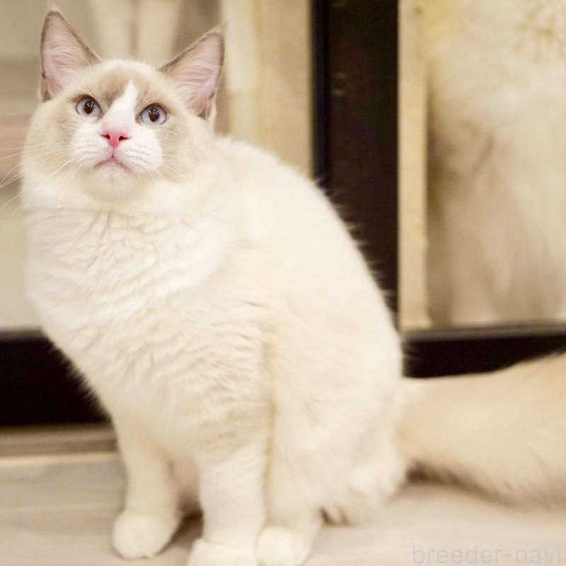 販売中の東京都のラグドール-121604の14枚目