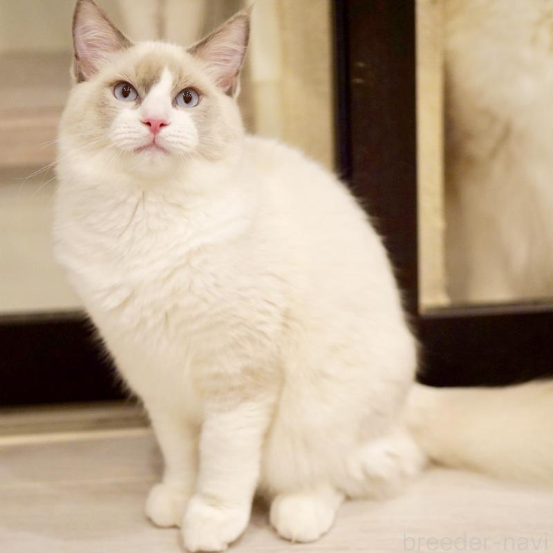 販売中の東京都のラグドール-121604の13枚目