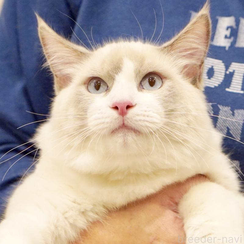 販売中の東京都のラグドール-121604の12枚目