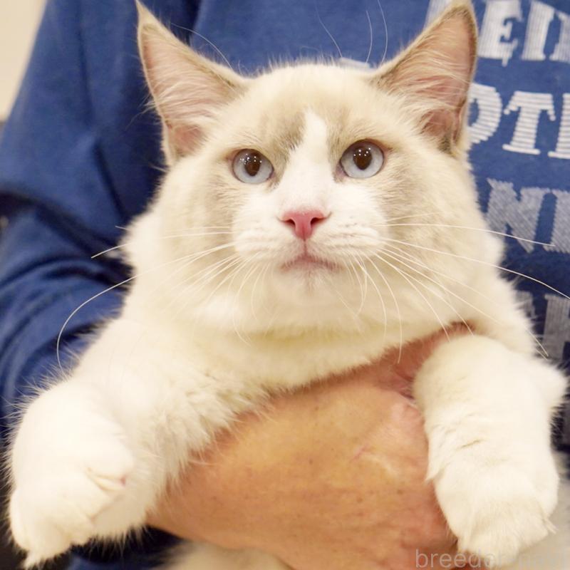 販売中の東京都のラグドール-121604の11枚目