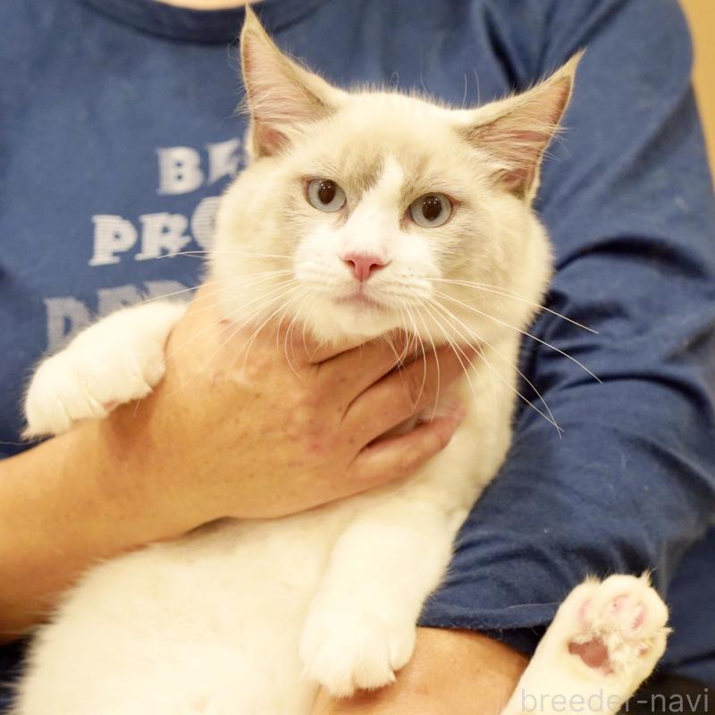 販売中の東京都のラグドール-121604の10枚目