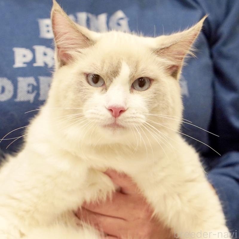 販売中の東京都のラグドール-121604の9枚目