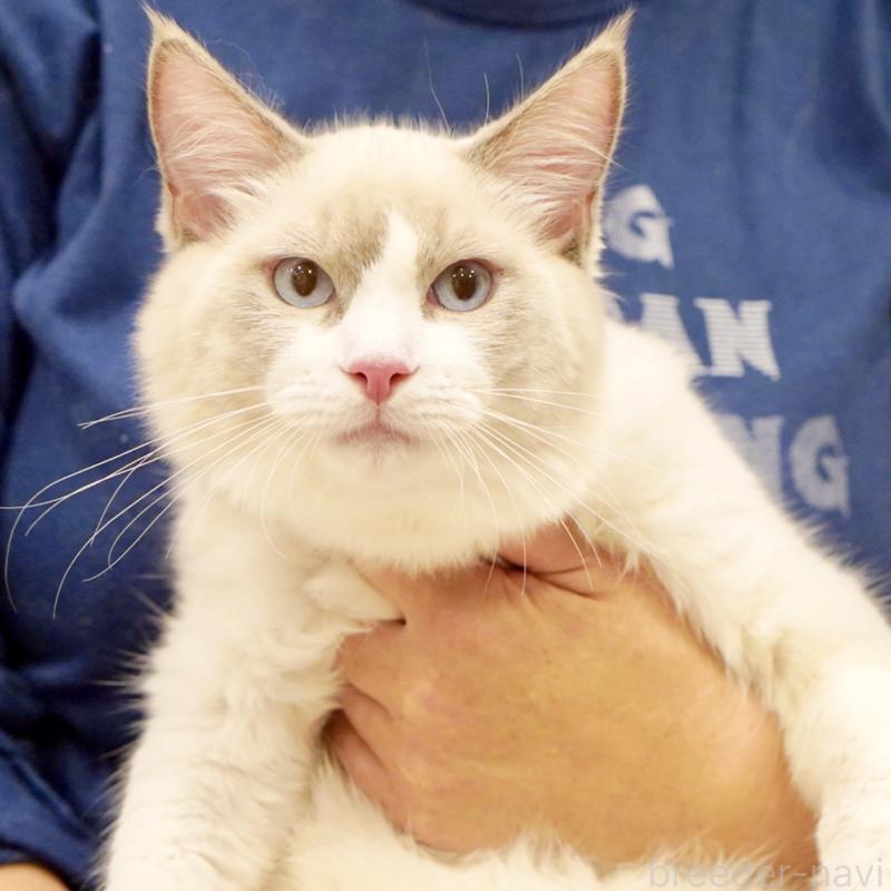 販売中の東京都のラグドール-121604の8枚目