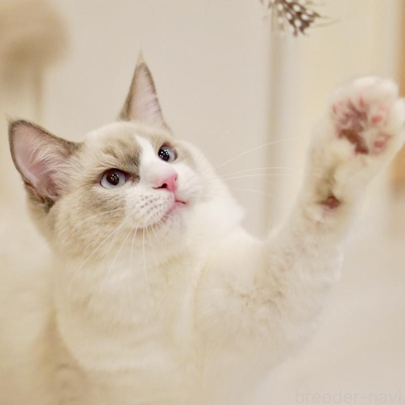 販売中の東京都のラグドール-121604の7枚目