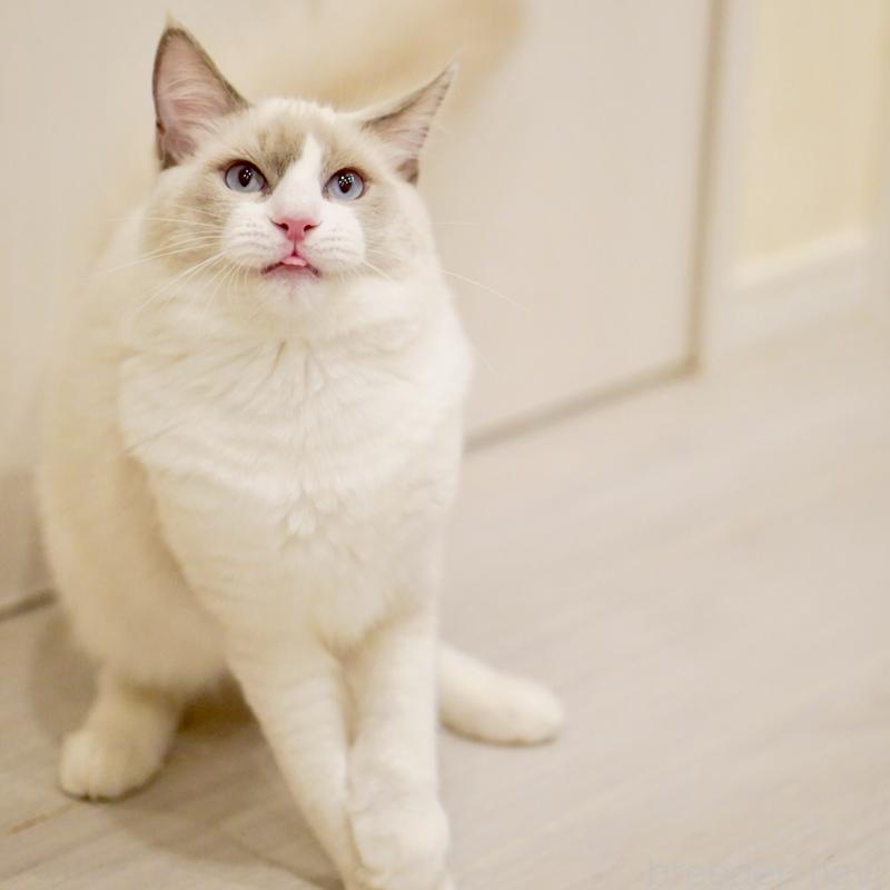 販売中の東京都のラグドール-121604の6枚目