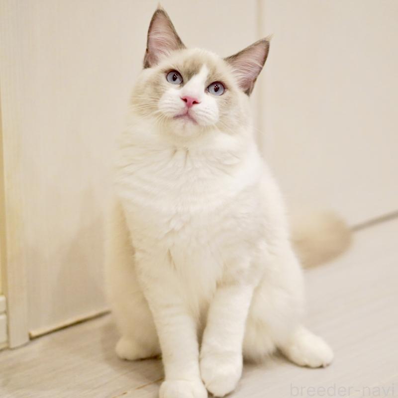 販売中の東京都のラグドール-121604の5枚目