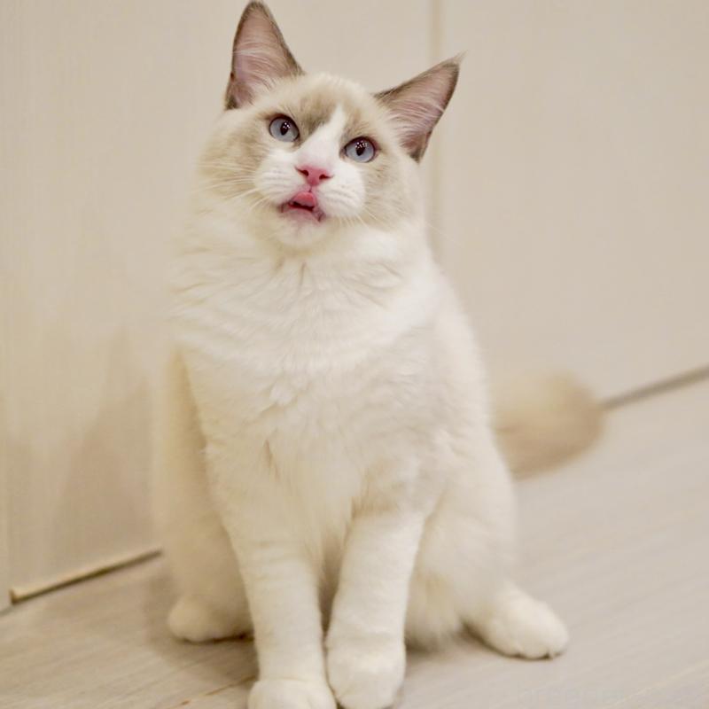 販売中の東京都のラグドール-121604の4枚目