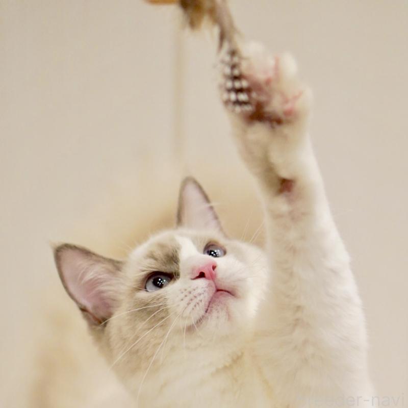 販売中の東京都のラグドール-121604の3枚目