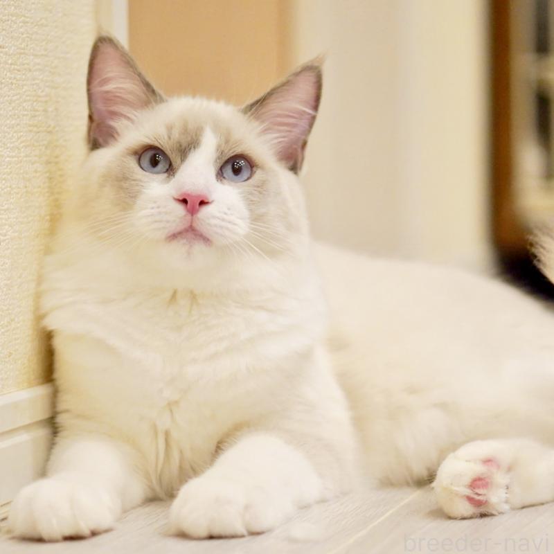 販売中の東京都のラグドール-121604の2枚目