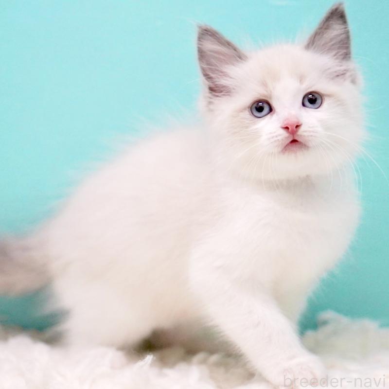 販売中の東京都のラグドール-130375