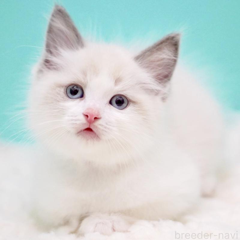 販売中の東京都のラグドール-130375の15枚目