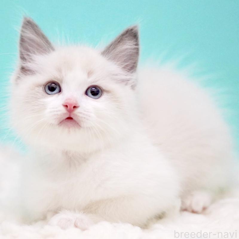 販売中の東京都のラグドール-130375の14枚目