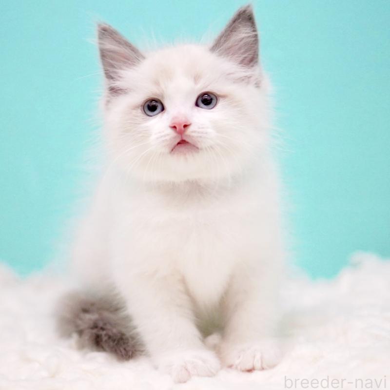 販売中の東京都のラグドール-130375の13枚目