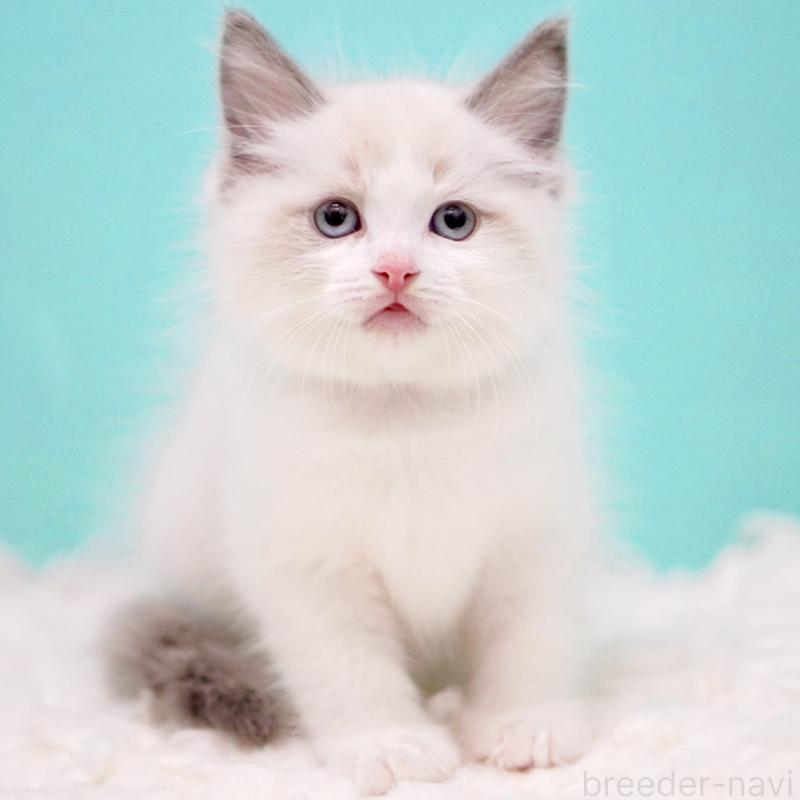 販売中の東京都のラグドール-130375の12枚目