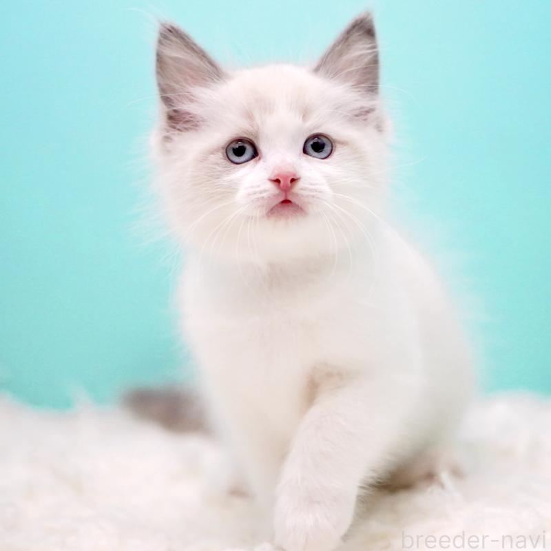 販売中の東京都のラグドール-130375の10枚目