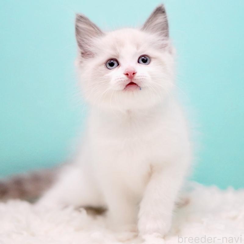 販売中の東京都のラグドール-130375の9枚目