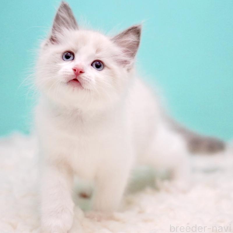 販売中の東京都のラグドール-130375の8枚目