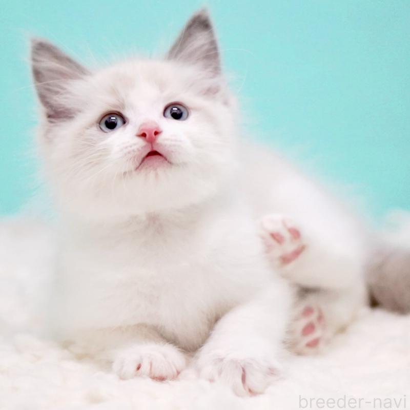 販売中の東京都のラグドール-130375の7枚目