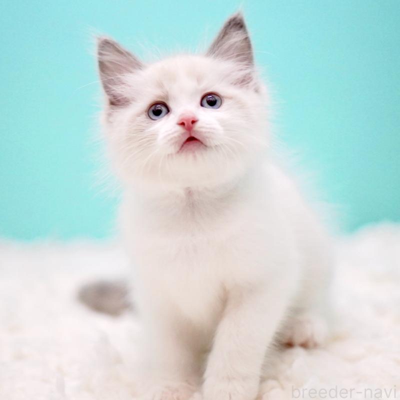 販売中の東京都のラグドール-130375の6枚目