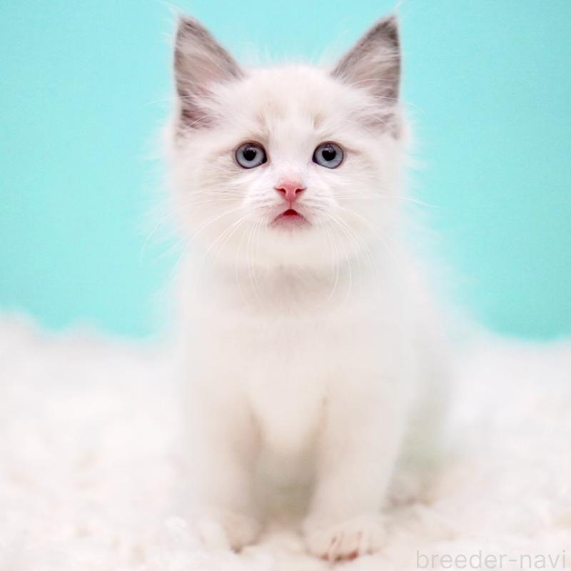 販売中の東京都のラグドール-130375の5枚目