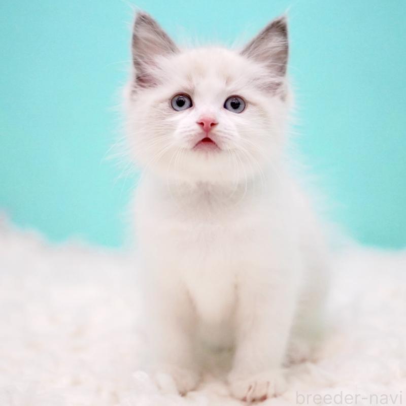 販売中の東京都のラグドール-130375の4枚目