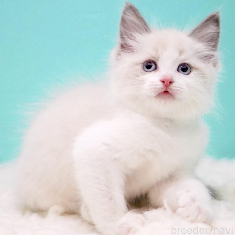 販売中の東京都のラグドール-130375の3枚目