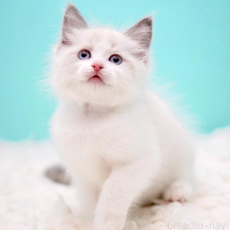 販売中の東京都のラグドール-130375の2枚目